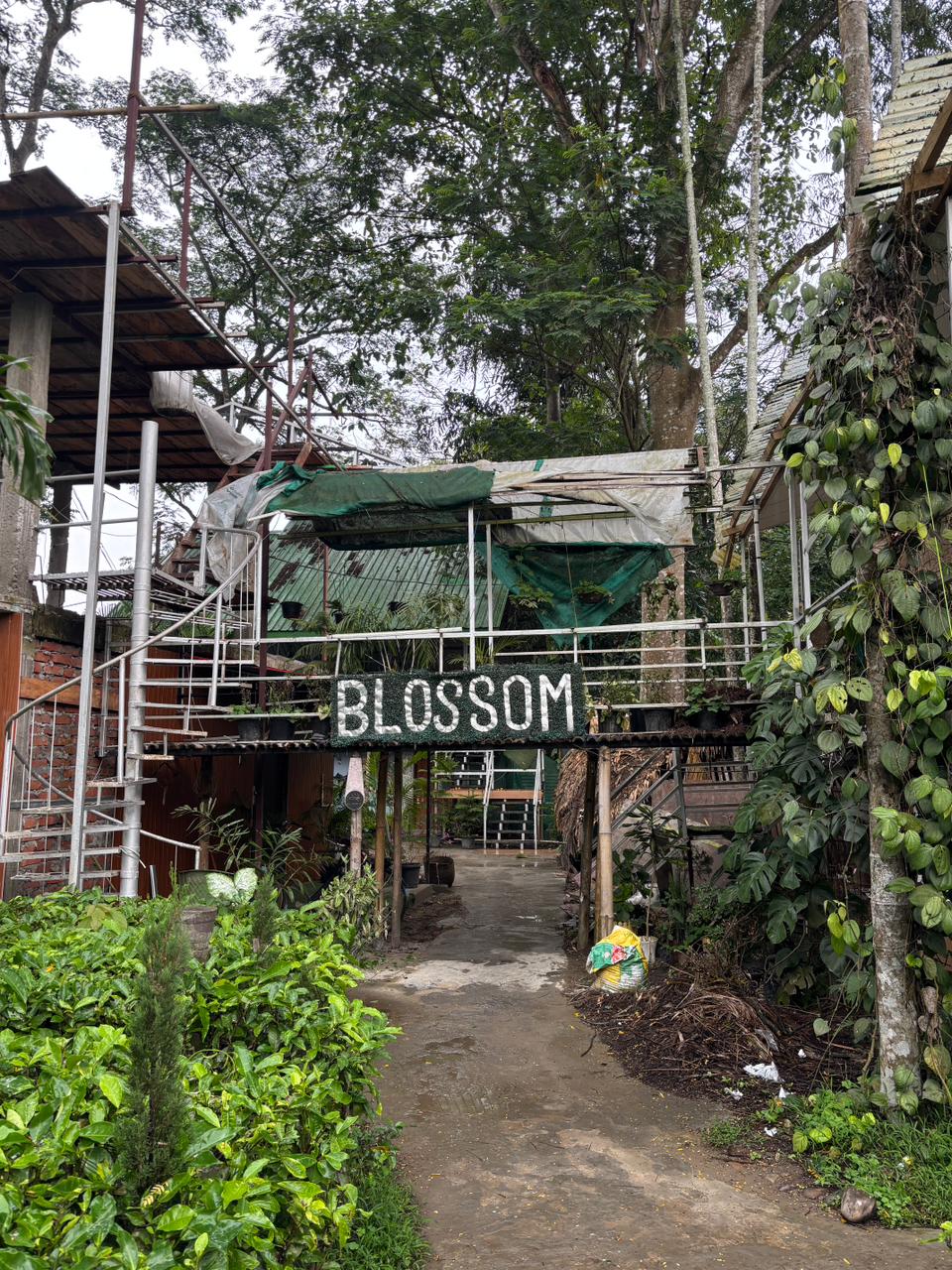 Entry path with Blossom sign among greenery