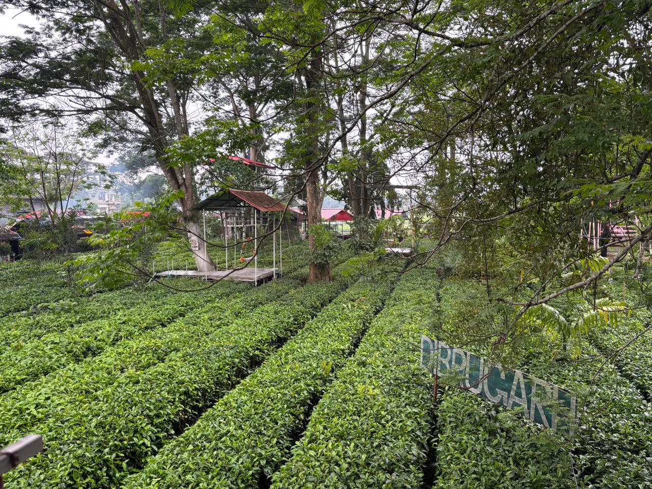 Rows of tea plants below large trees