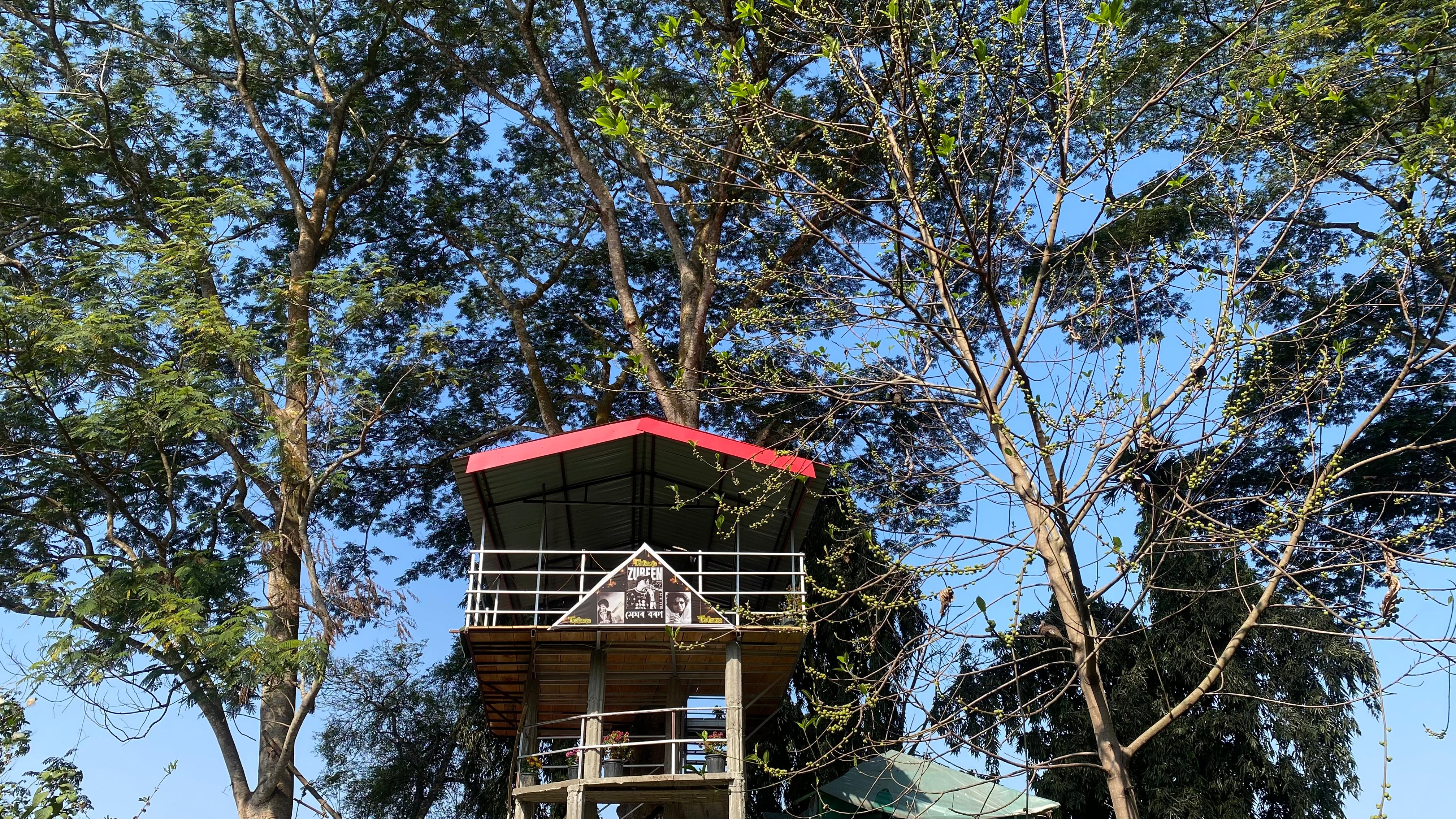 Treehouse roof rising through tall trees under blue sky